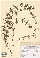 藏品(藍繁縷)的圖片